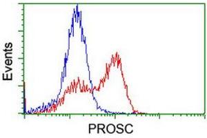 Image no. 3 for anti-Proline Synthetase Co-Transcribed (PROSC) antibody (ABIN1500440)