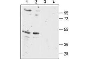 Western blot analysis of rat (lanes 1 and 3) and mouse (lanes 2 and 4) brain membranes: - 1,2. (MC5 Receptor anticorps  (3rd Intracellular Loop))