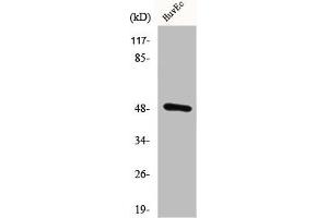 Western Blot analysis of HuvEC cells using CstF-50 Polyclonal Antibody (CSTF1 anticorps  (N-Term))