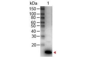 Western Blot of Rabbit anti-IL-9 Antibody Peroxidase Conjugated Lane 1: Human IL-9 Load: 50 ng per lane Secondary antibody: IL-9 Antibody Peroxidase Conjugated at 1:1,000 for 30 min at RT Block: ABIN925618 for 30 min RT Predicted/Observed size: 14 kDa, 14 kDa (IL-9 anticorps  (HRP))