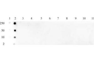 Histone H3 acetyl Lys79 pAb tested by dot blot analysis. (Histone 3 anticorps  (acLys79))