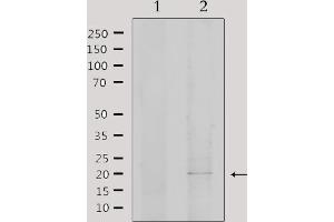 Western blot analysis of extracts from 293, using EID1 Antibody. (EID1 anticorps  (Internal Region))