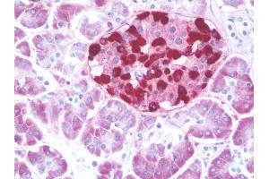 Anti-GCG / Glucagon antibody IHC staining of human pancreas. (Glucagon anticorps  (AA 119-148))