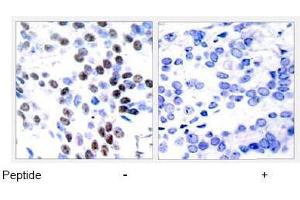 Image no. 1 for anti-Jun Proto-Oncogene (JUN) (Thr93) antibody (ABIN197130) (C-JUN anticorps  (Thr93))