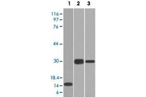 Western Blot analysis of Lane 1: recombinant protein, Lane 2: Panc-28 cell and Lane 3: PANC1 cell lysates with ELA3B monoclonal antibody, clone CELA3B/1218 . (Elastase 3B anticorps  (AA 82-238))