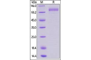 Biotinylated Human B7-H7, Fc,Avitag on  under reducing (R) condition.
