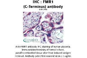 Image no. 1 for anti-Fragile X Mental Retardation 1 (FMR1) (C-Term), (Internal Region) antibody (ABIN1734384) (FMR1 anticorps  (C-Term, Internal Region))