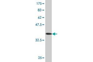 Western Blot detection against Immunogen (36.