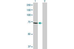 Western Blot analysis of TUBGCP4 expression in transfected 293T cell line by TUBGCP4 MaxPab polyclonal antibody. (TUBGCP4 anticorps  (AA 1-666))