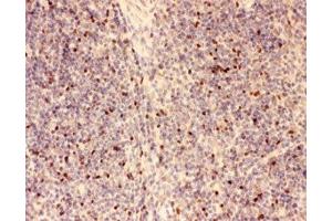 IHC-P: FOXP3 antibody testing of mouse spleen tissue (FOXP3 anticorps  (AA 101-431))