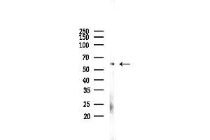 anti-Nemo-Like Kinase (NLK) (N-Term) antibody