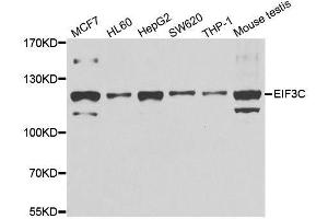 Western blot analysis of extracts of various cell lines, using EIF3C antibody. (EIF3C anticorps  (AA 694-913))