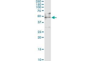Immunoprecipitation of EEF1G transfected lysate using anti-EEF1G monoclonal antibody and Protein A Magnetic Bead , and immunoblotted with EEF1G MaxPab rabbit polyclonal antibody.