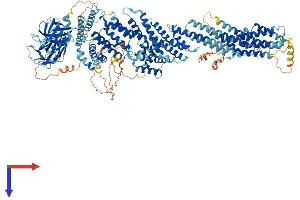 AlphaFold protein structure predicition of Mouse Recombinant Cadps2 Protein, UniprotID Q8BYR5