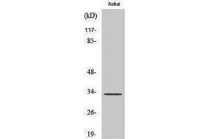 Western Blotting (WB) image for anti-General Transcription Factor IIE, Polypeptide 2 (GTF2E2) (Internal Region) antibody (ABIN3187236)