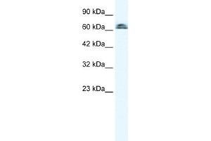 WB Suggested Anti-IVNS1ABP Antibody Titration:  0. (IVNS1ABP anticorps  (N-Term))