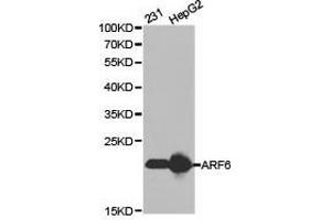 Western Blotting (WB) image for anti-ADP-Ribosylation Factor 6 (ARF6) antibody (ABIN1871075) (ARF6 anticorps)