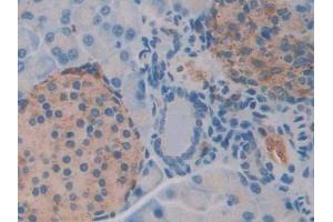 IHC-P analysis of Mouse Pancreas Tissue, with DAB staining. (NAGA anticorps  (AA 218-415))