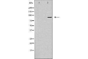 Western blot analysis of extracts from A549 cells, using USP45 antibody.