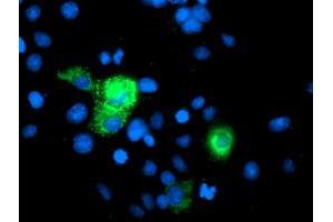 Immunofluorescence (IF) image for anti-phosphoglycerate Mutase 2 (Muscle) (PGAM2) antibody (ABIN1500171)