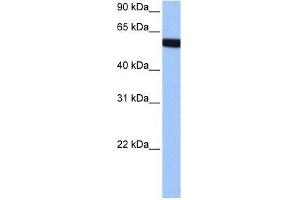 hCG_1646157 antibody used at 0. (Zinc Finger Protein 891 (ZNF891) (Middle Region) anticorps)