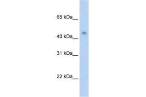 Western Blotting (WB) image for anti-Protein Arginine Methyltransferase 8 (PRMT8) antibody (ABIN2462041) (PRMT8 anticorps)