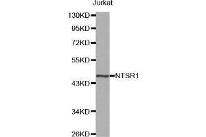 Western blot analysis of extracts of Jurkat cell line, using NTSR1 antibody. (NTSR1 anticorps)
