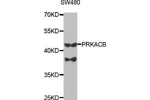 Western blot analysis of extracts of SW480 cells, using PRKACB antibody (ABIN5973065) at 1/1000 dilution.