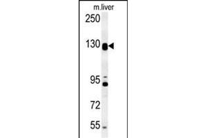 DENND5B Antibody (C-term) (ABIN654250 and ABIN2844073) western blot analysis in mouse liver tissue lysates (15 μg/lane). (DENND5B anticorps  (C-Term))