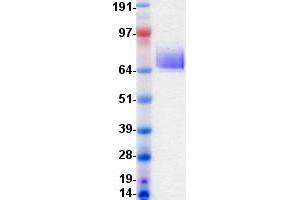 Validation with Western Blot (PDGFRA Protein (DYKDDDDK-His Tag))