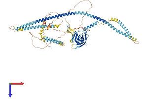 AlphaFold protein structure predicition of Human Recombinant SUN2 Protein, UniprotID Q9UH99