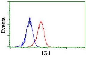 Image no. 2 for anti-Immunoglobulin J Polypeptide, Linker Protein For Immunoglobulin alpha and mu Polypeptides (IGJ) antibody (ABIN1498838) (IGJ anticorps)