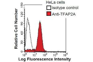 HeLa cells were fixed in 2% paraformaldehyde/PBS and then permeabilized in 90% methanol.