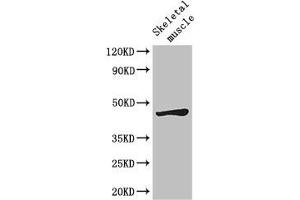 Western Blot Positive WB detected in: Mouse skeletal muscle tissue All lanes: LEF1 antibody at 2. (LEF1 anticorps  (AA 75-216))