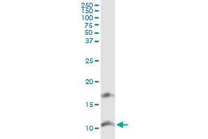 CXCL11 MaxPab rabbit polyclonal antibody.