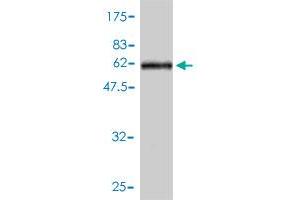 Western Blot detection against Immunogen (65. (PPARD anticorps  (AA 1-361))
