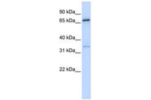 Image no. 1 for anti-Tripartite Motif Containing 23 (TRIM23) (AA 72-121) antibody (ABIN6740282) (TRIM23 anticorps  (AA 72-121))