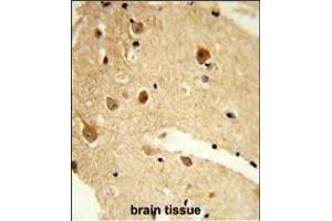 Formalin-fixed and paraffin-embedded human brain tissue reacted with CNDP1 Antibody (C-term), which was peroxidase-conjugated to the secondary antibody, followed by DAB staining. (CNDP1 anticorps  (C-Term))