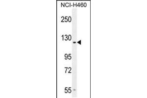 Western blot analysis in NCI-H460 cell line lysates (35ug/lane). (GPR144 anticorps  (AA 342-370))