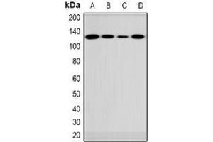 Western blot analysis of FUK expression in 786-O (A), rat brain (B), mouse brain (C), COS7 (D) whole cell lysates. (FUK anticorps  (N-Term))
