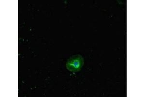 Immunofluorescent analysis of A549 cells using ABIN7145636 at dilution of 1:100 and Alexa Fluor 488-congugated AffiniPure Goat Anti-Rabbit IgG(H+L) (RHD anticorps  (AA 32-76))