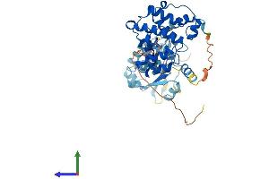 AlphaFold protein structure predicition of Mouse Recombinant Arhgap8 Protein, UniprotID Q9CXP4