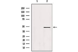 Western blot analysis of extracts from Hela, using DEK Antibody.
