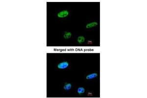 ICC/IF Image Immunofluorescence analysis of paraformaldehyde-fixed HeLa, using RASSF1, antibody at 1:100 dilution.