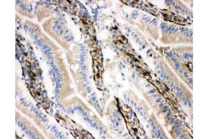 IHC-F testing of NRG1 antibody and rat intestine tissue (Neuregulin 1 anticorps  (C-Term))