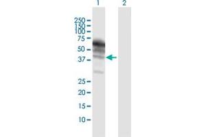 Western Blot analysis of KNG1 expression in transfected 293T cell line by KNG1 MaxPab polyclonal antibody. (KNG1 anticorps  (AA 1-427))