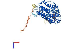 AlphaFold protein structure predicition of Mouse Recombinant Rrm2b Protein, UniprotID Q6PEE3