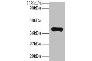 Western blot All lanes: PON1 antibody at 2 μg/mL + Mouse liver tissue Secondary Goat polyclonal to rabbit IgG at 1/10000 dilution Predicted band size: 40 kDa Observed band size: 40 kDa (PON1 anticorps  (AA 2-355))