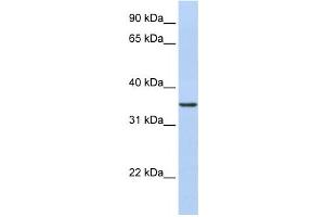 Western Blotting (WB) image for anti-CDC42 Effector Protein (Rho GTPase Binding) 4 (CDC42EP4) antibody (ABIN2459819) (CDC42EP4 anticorps)