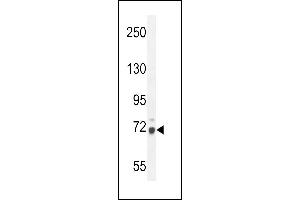 WDR76 Antibody (C-term) (ABIN654608 and ABIN2844308) western blot analysis in mouse NIH-3T3 cell line lysates (35 μg/lane). (WDR76 anticorps  (C-Term))